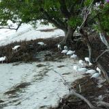 Anne's Beach, Islamorada, Florida<br />photo credit: Wikipedia